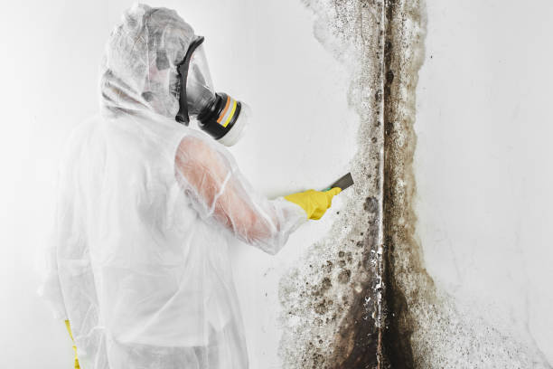 Best Industrial Mold Remediation  in Weatherly, PA